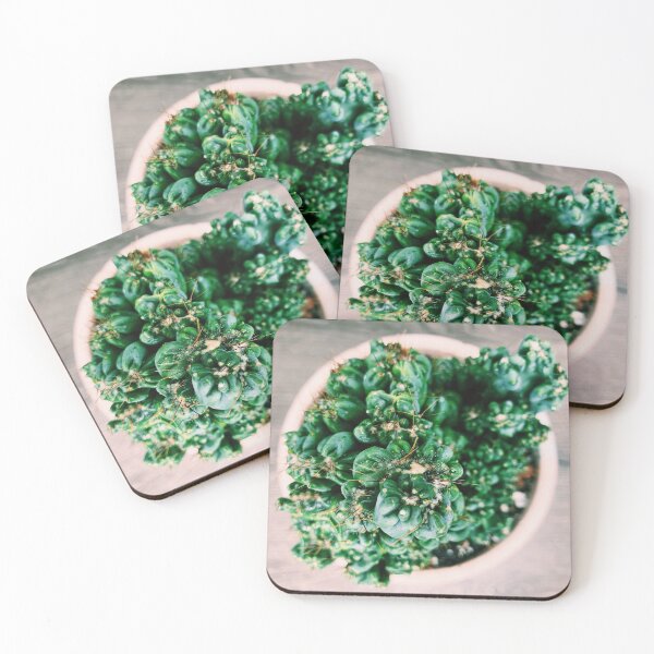 Item preview, Ming Thing Cactus designed and sold by grdnstplantmom.