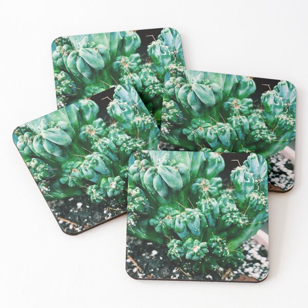 Item preview, Ming Thing Cactus 3 designed and sold by grdnstplantmom.