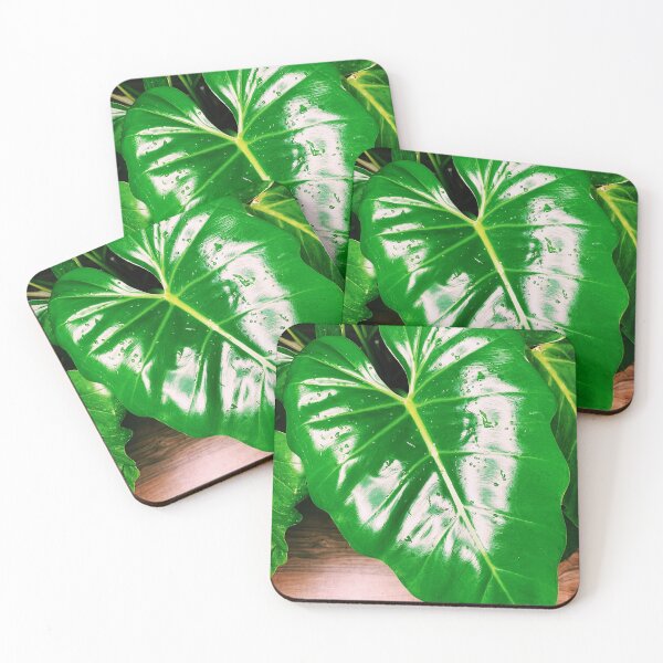 Item preview, Philodendron Giganteum designed and sold by grdnstplantmom.