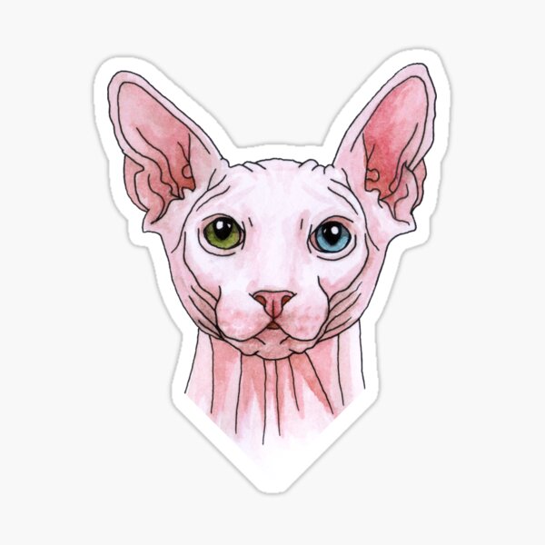 Sphynx cat portrait Sticker