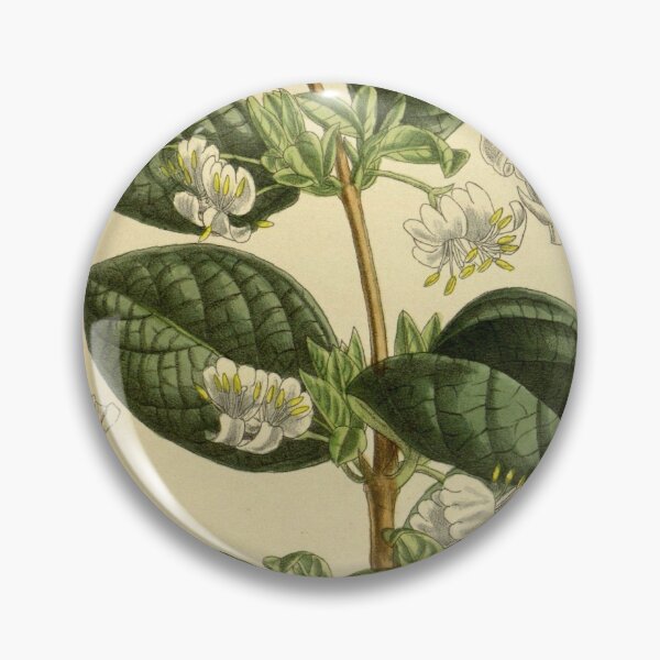 Item preview, Lonicera fragrantissima 140 8585 designed and sold by EsotericBotanic.