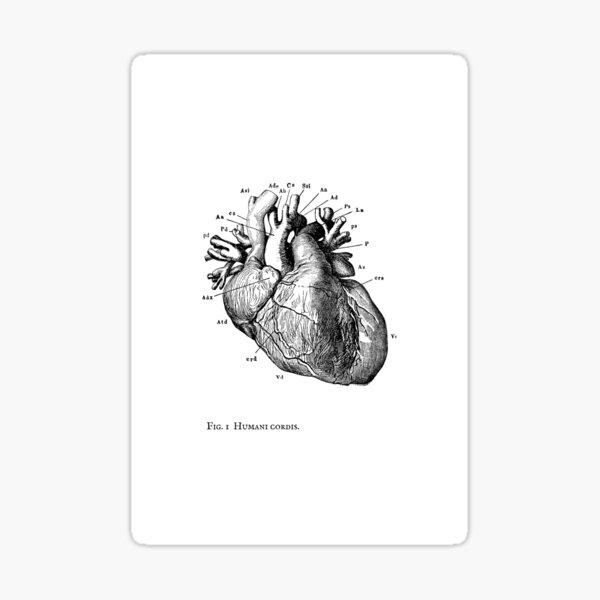 Anatomical Heart Sticker For Sale By Obscuramythos Redbubble 3644