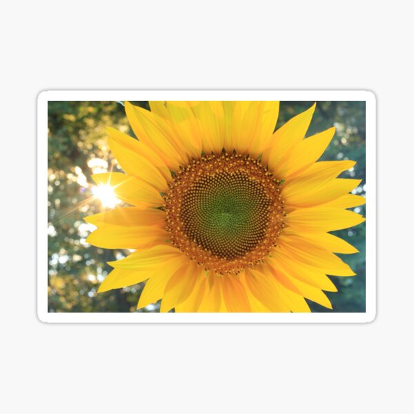 Sunflower with sunburst shining through at sunset Sticker