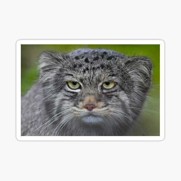 ...careful .. a wild cat... Sticker