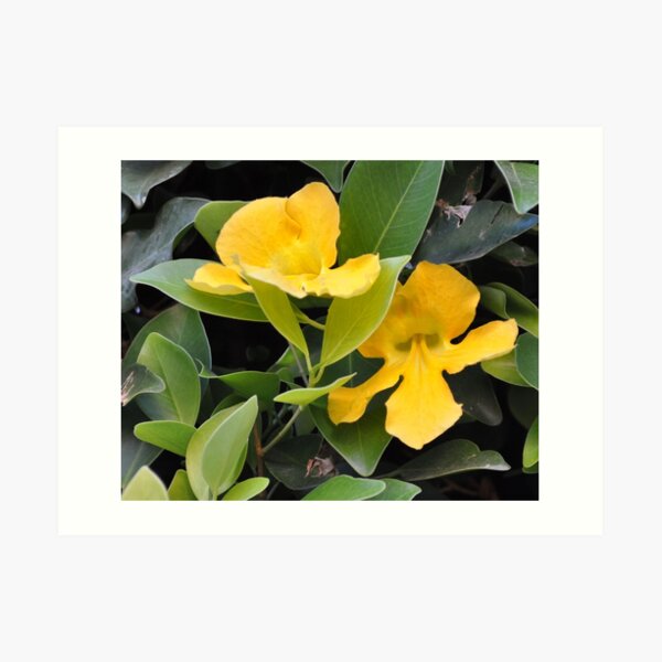 "YELLOW TRUMPET VINE OR CATS CLAW" Art Print by JAYMILO Redbubble