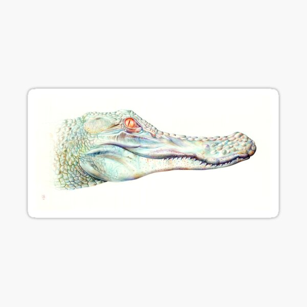 Albino Alligator Sticker