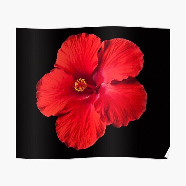 Toronto Blue Jays White Hibiscus Salmon Background 3D Hawaiian