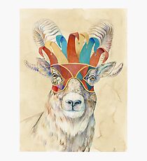 Bighorn Sheep Photographic Print