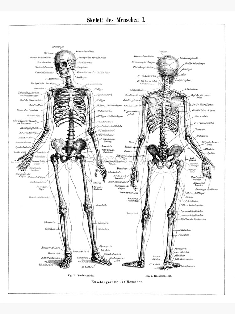 Skeletal System - Stock Image - C024/9632 - Science Photo Library