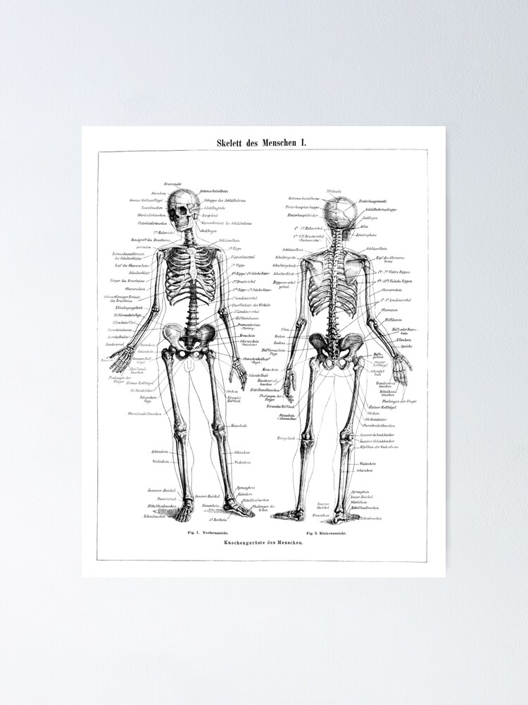 Menschliches Skelett Beschriftete Diagramm Schwarz Weiss Illustration Poster Von Silverspiral Redbubble