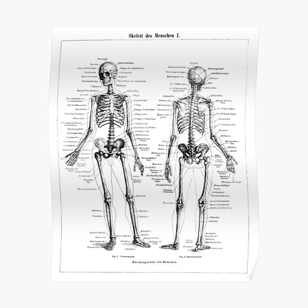 "Human Skeleton Labeled Diagram Black White Illustration" Poster by