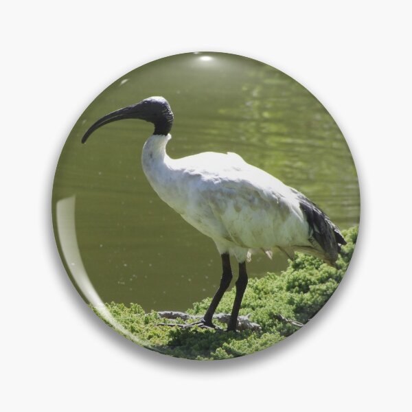 Item preview, Sacred ibis designed and sold by greentiger1.