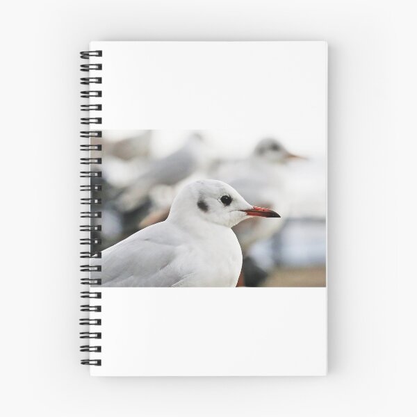 Item preview, Gull  designed and sold by BACPHOTOGRAPHY.