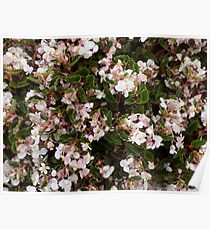 flowers Poster
