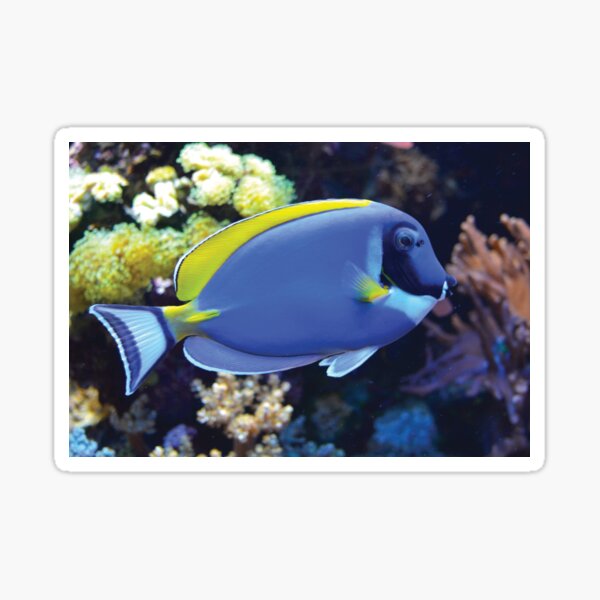 Blauer Fisch vor Korallen Sticker