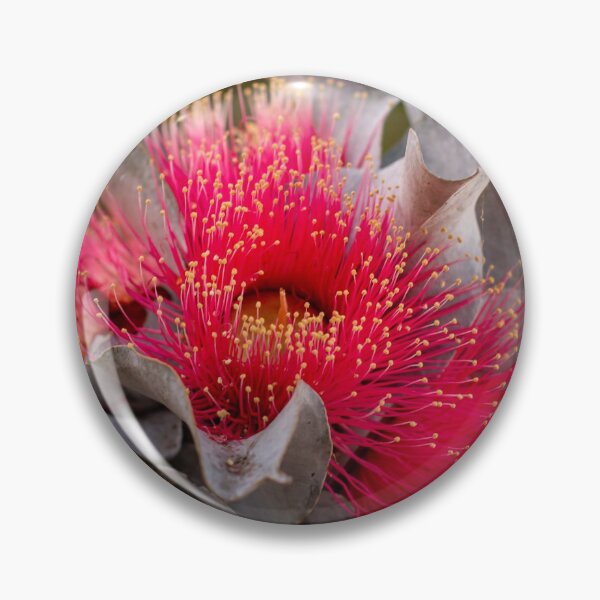 Item preview, Flowering Mottlecah, Eucalyptus macrocarpa designed and sold by FigTreeMagick.
