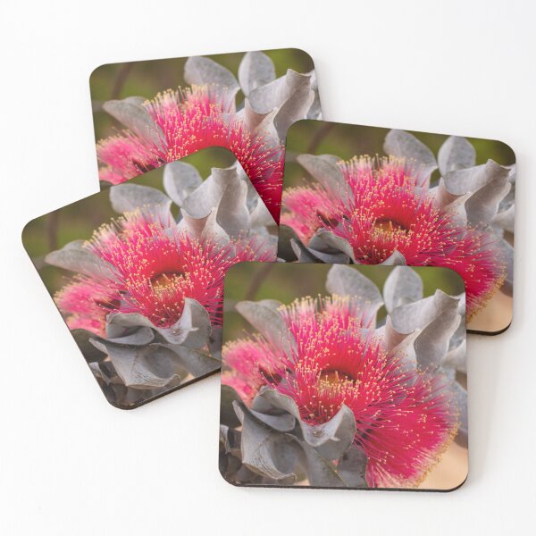 Item preview, Flowering Mottlecah, Eucalyptus macrocarpa designed and sold by FigTreeMagick.