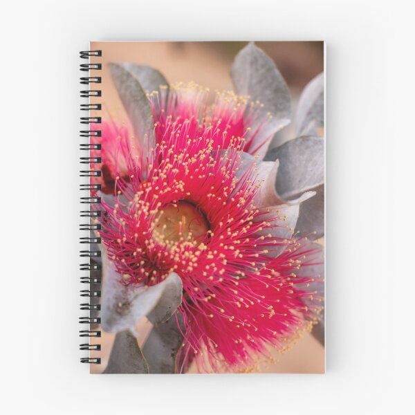 Item preview, Flowering Mottlecah, Eucalyptus macrocarpa designed and sold by FigTreeMagick.