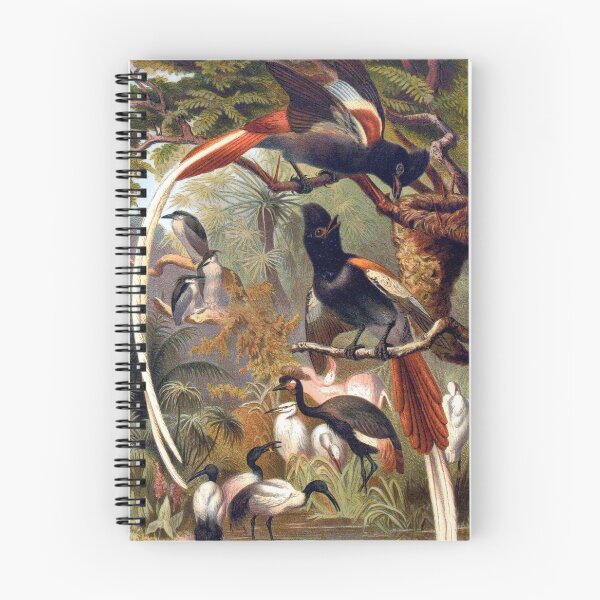 Item preview, Paradise flycatchers vintage  illustration artwork designed and sold by Vintage Designs +.
