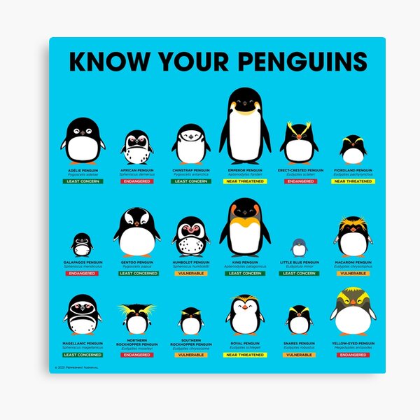Know Your Penguins Canvas Print
