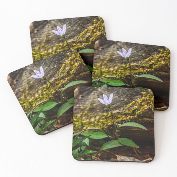 Item preview, Spring Beauty Flower designed and sold by Robert Alsop.