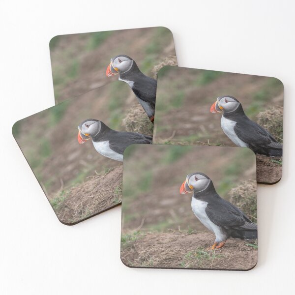 Item preview, Atlantic Puffin (Fratercula arctica) designed and sold by Steve Liptrot Photography.