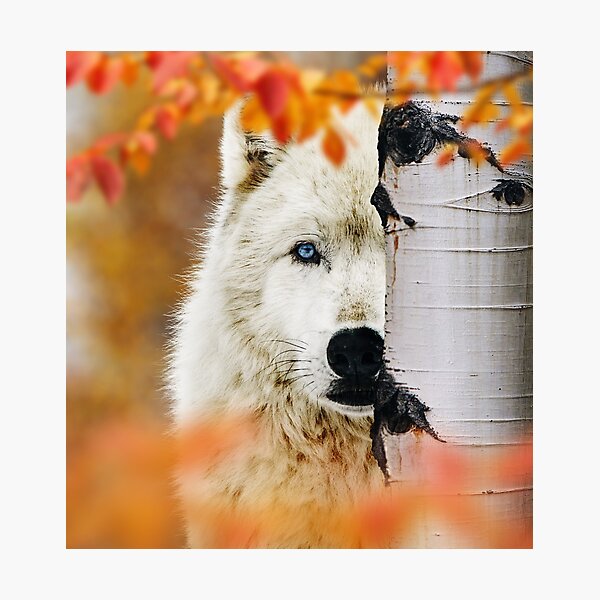 Item preview, White Wolf in Autumn designed and sold by Jessica Kirste.