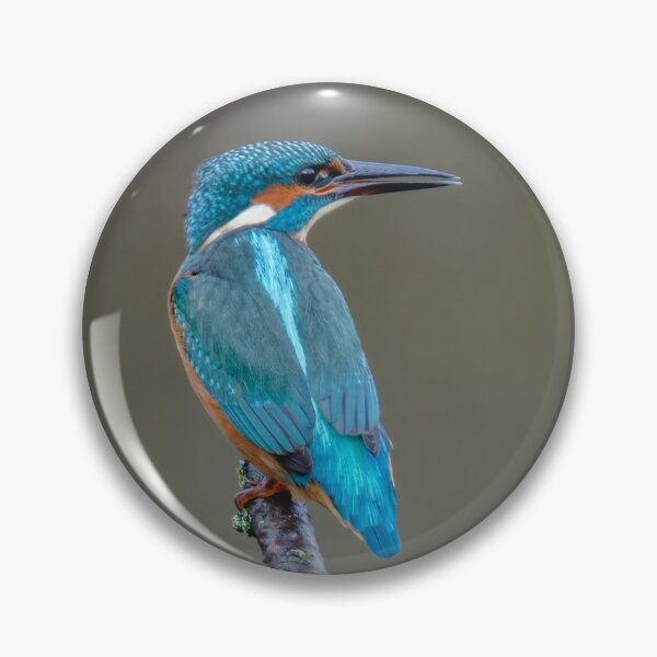 Item preview, Common Kingfisher designed and sold by Steve Liptrot Photography.