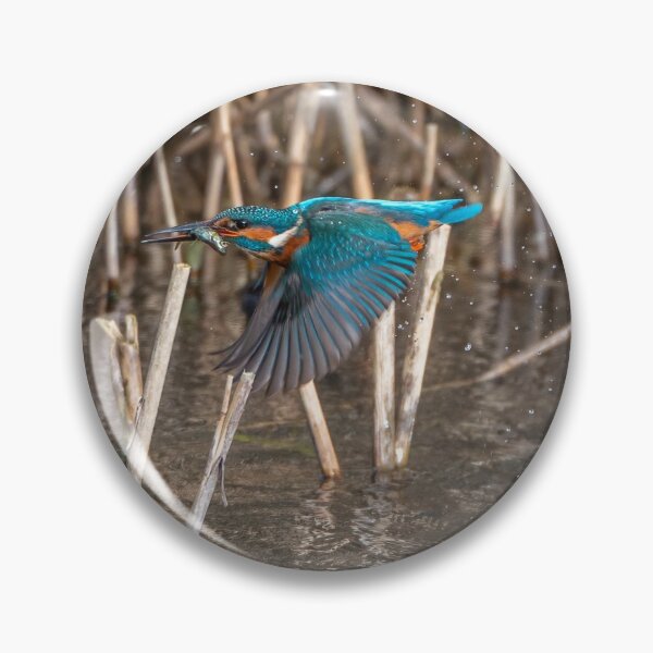 Item preview, The Common Kingfisher (Alcedo atthis) designed and sold by Steve Liptrot Photography.