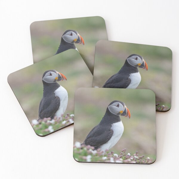 Item preview, Atlantic puffin (Fratercula arctica) designed and sold by Steve Liptrot Photography.