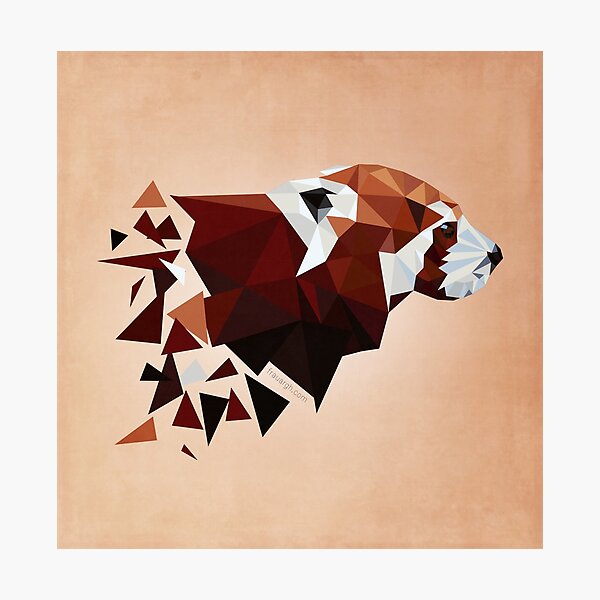 Red Panda II Photographic Print