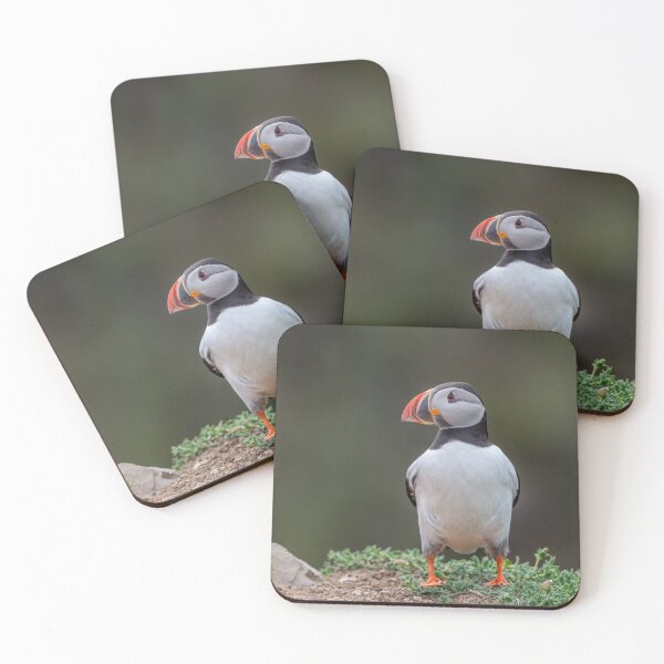 Item preview, Atlantic puffin (Fratercula arctica) designed and sold by Steve Liptrot Photography.