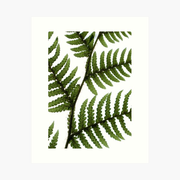 Item preview, Green Sky Fern designed and sold by TinyGinkgo.