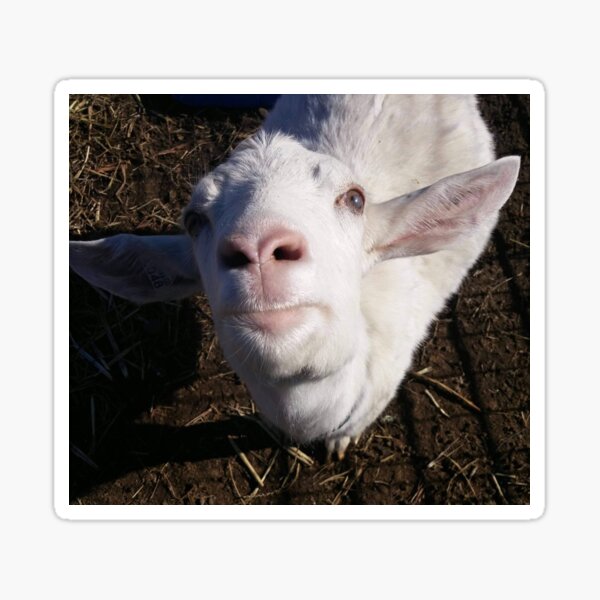 Tina the Goat Sticker