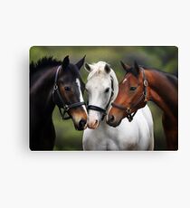 Three friends Canvas Print