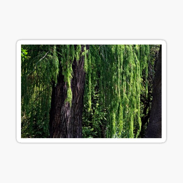 Item preview, Old Weeping Willow Tree Forest designed and sold by worldways.