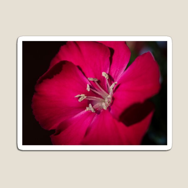Magenta Magnificence Magnet
