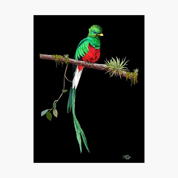 Resplendent Quetzal Ii Photographic Print By Naturalnomad Redbubble