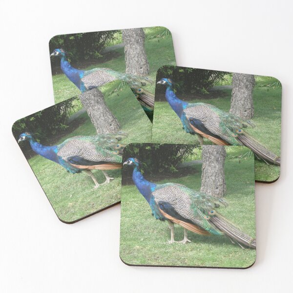 Item preview, Posing Peacock Photograph designed and sold by naturegallery.