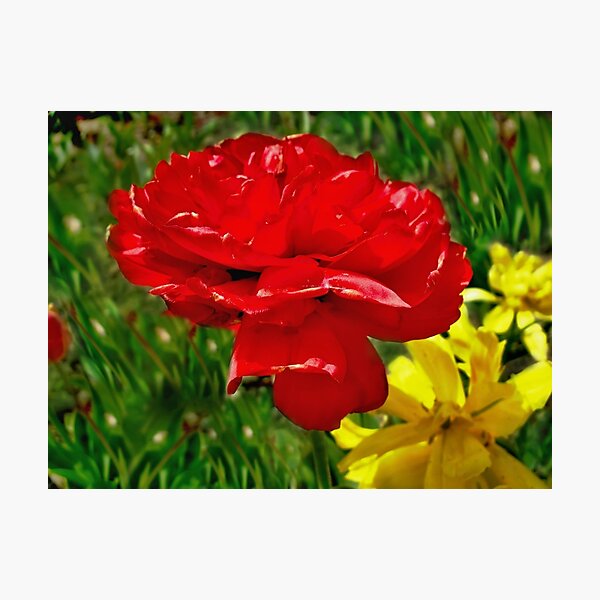 Red tulip similar to a rose Photographic Print