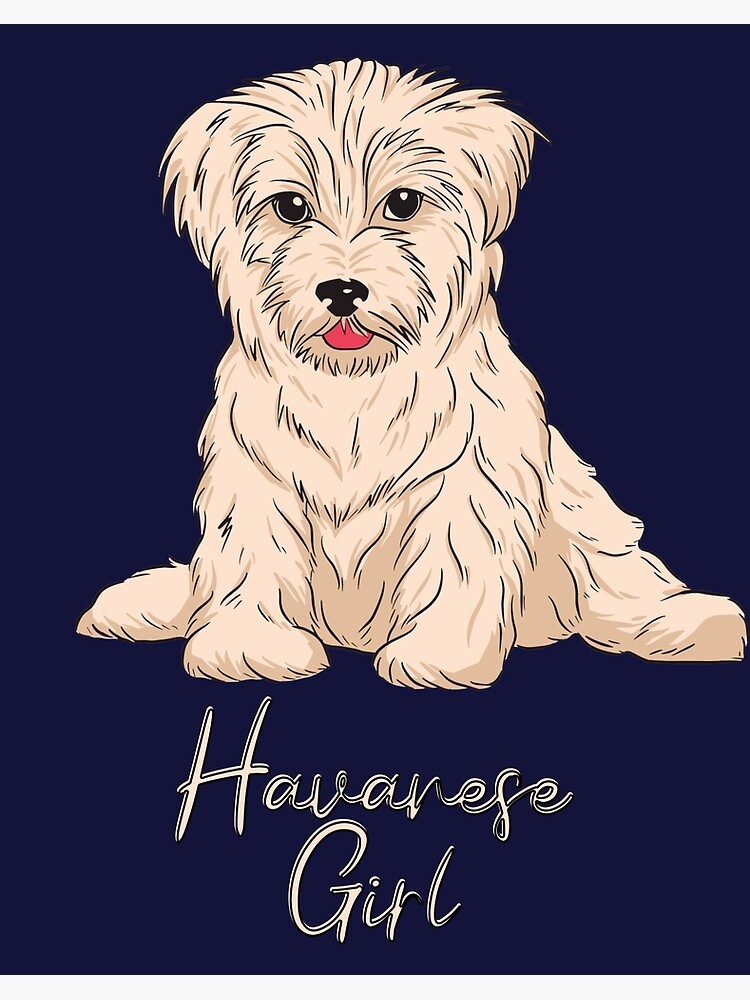 Havanese gifts 2024