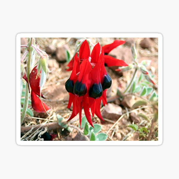 Sturt's Desert Pea flowers, Outback Australia 1 Sticker