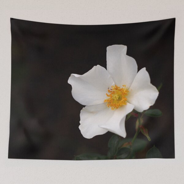 Item preview, California Winter Rose designed and sold by Douglas E. Welch Design and Photography.
