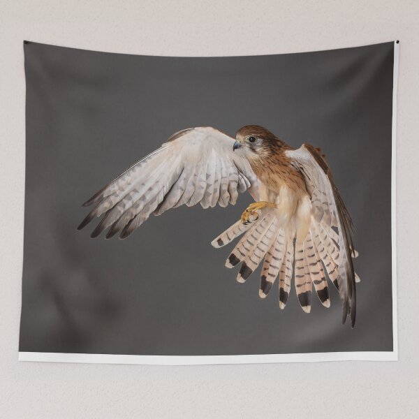 Item preview, Nankeen Kestrel Landing designed and sold by WadeBuchan.