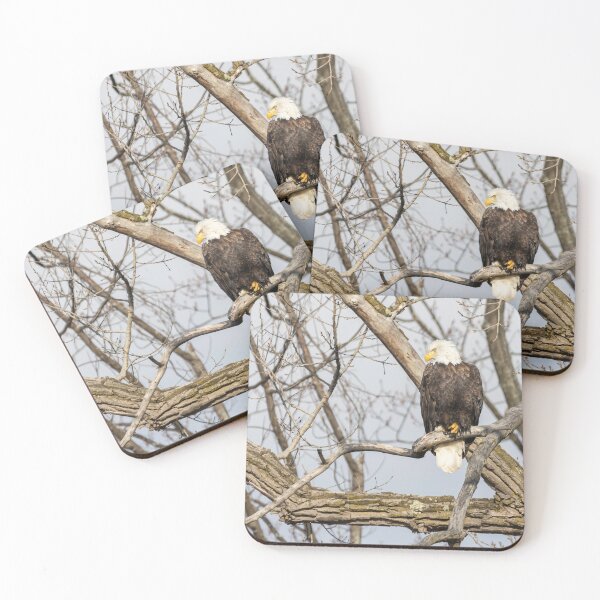 Item preview, Bald Eagle 2021-1 designed and sold by Thomasyoung.