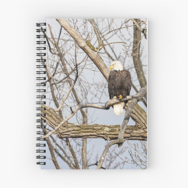 Item preview, Bald Eagle 2021-1 designed and sold by Thomasyoung.