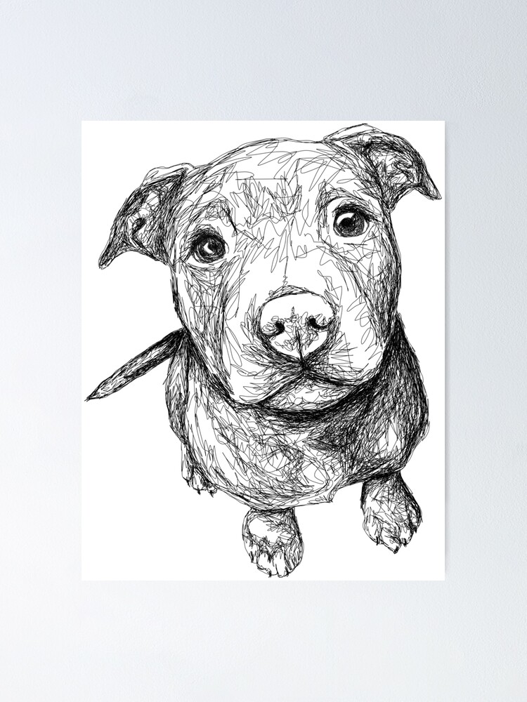 How To Draw A Pitbull | Step By Step - YouTube