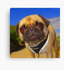 Puggy Canvas Print