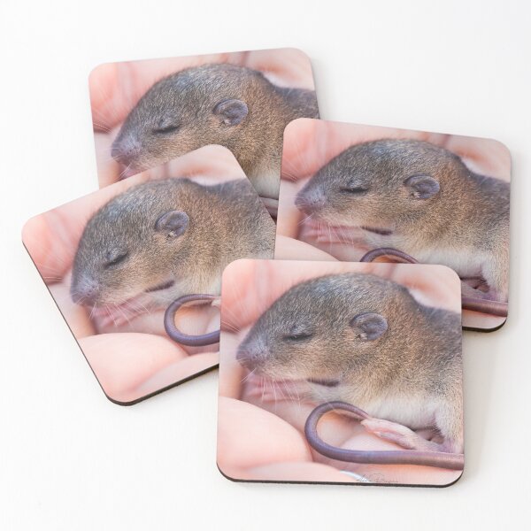 Artikelvorschau, Baby Grassland Melomys entworfen und verkauft von DavePinsonPhoto.