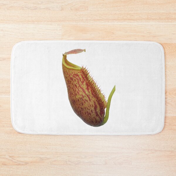 Item preview, Isolated tropical pitcher plant - Nepenthes lowii x (maxima x mira) designed and sold by Trent Townsend.
